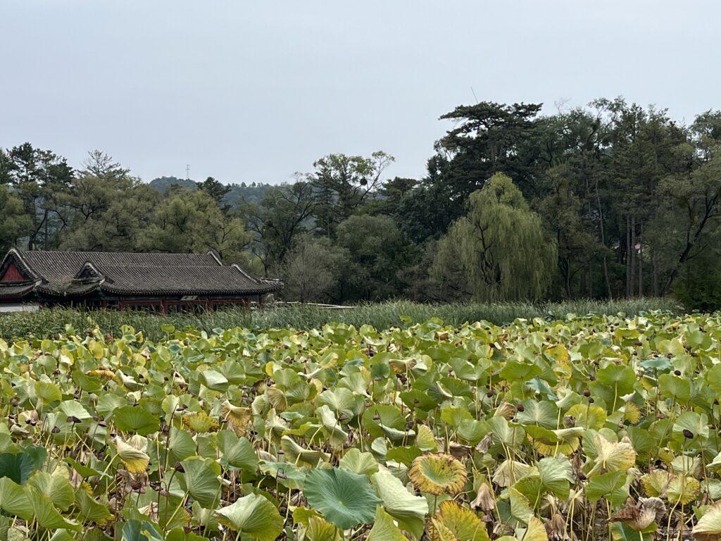 Lotusblätter in einem See