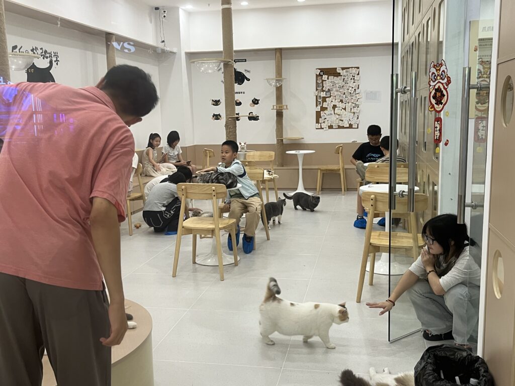 Katzen streicheln für Geld - Shanghai 2025